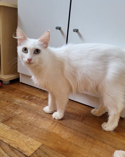 00001Blanche-chatte-adoption-lorient-association-morbihan