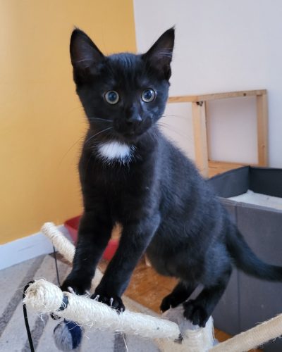 00001Orso-chaton-noir-adoption-lorient-association-morbihan