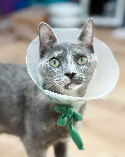 00001parrainage-chat
