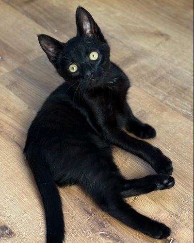 00001pilipili-chaton-noir-association-adoption-morbihan-lorient 00001pilipili-chaton-noir-association-adoption-morbihan-lorient