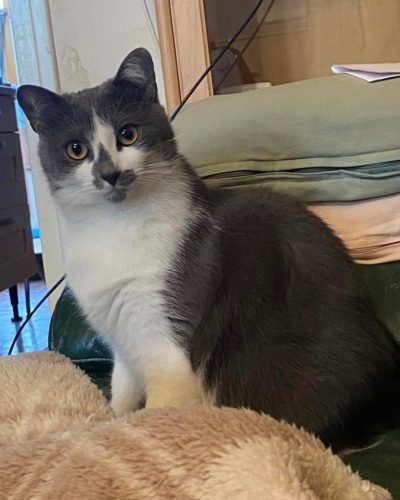 00001schtroumpfette-chat-adoption-lorient-association-morbihan
