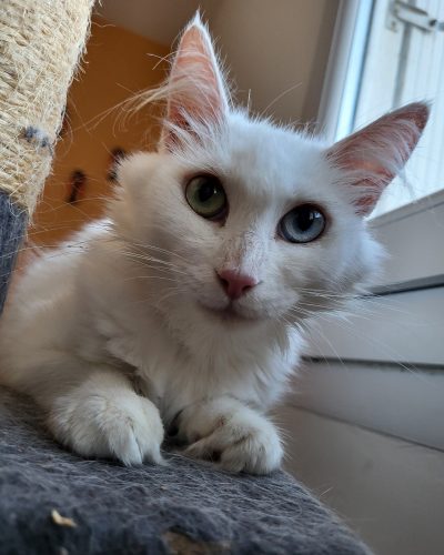 00002Blanche-chatte-adoption-lorient-association-morbihan