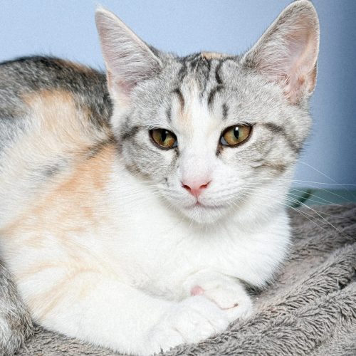 00002adoption-responsable-chaton-association-lorient-morbihan-bretagne