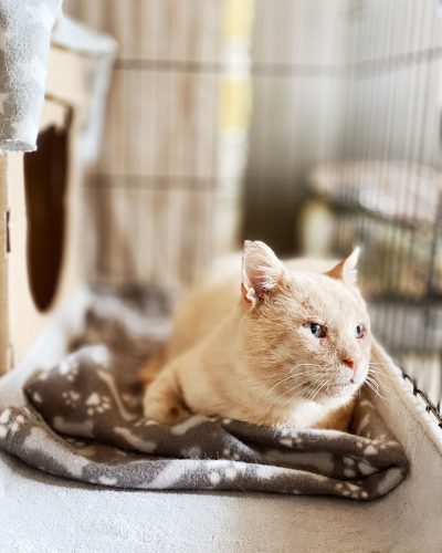 00002parrainage-chat-lorient
