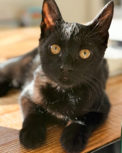 00002pilipili-chaton-noir-association-adoption-morbihan-lorient 00002pilipili-chaton-noir-association-adoption-morbihan-lorient