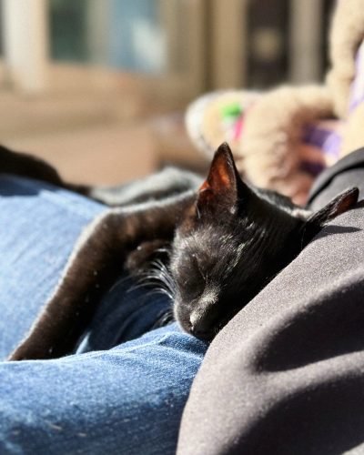 00003pilipili-chaton-noir-association-adoption-morbihan-lorient 00003pilipili-chaton-noir-association-adoption-morbihan-lorient