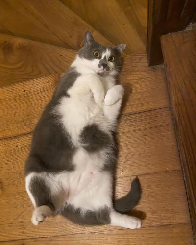 00003schtroumpfette-chat-adoption-lorient-association-morbihan