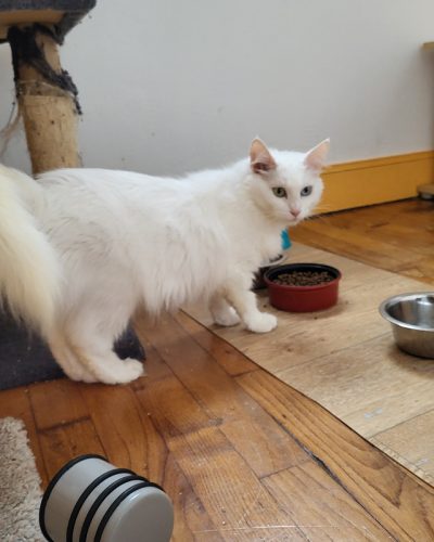 00004Blanche-chatte-adoption-lorient-association-morbihan
