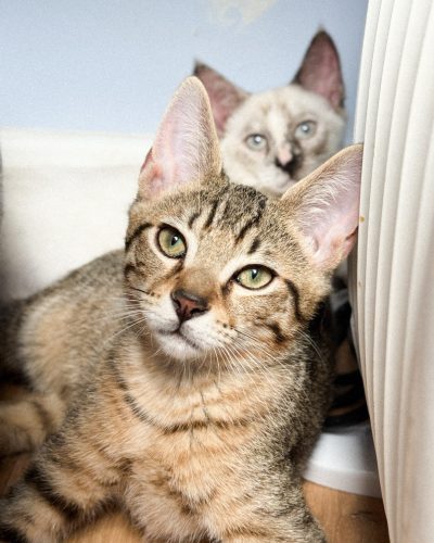 00004petits-biscuits-adoption-responsable-chaton-association-lorient-morbihan-bretagne