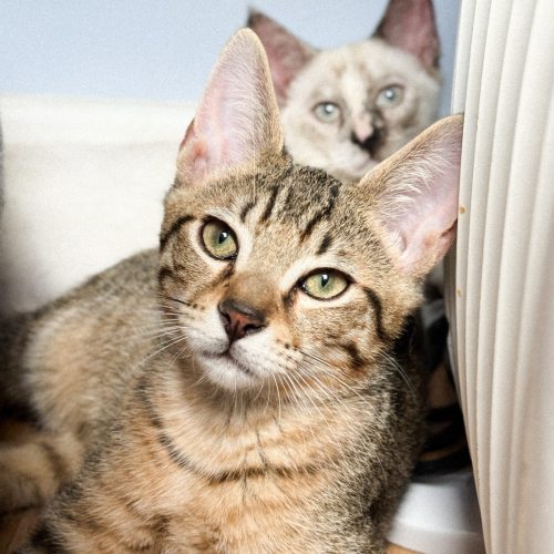 00004petits-biscuits-adoption-responsable-chaton-association-lorient-morbihan-bretagne