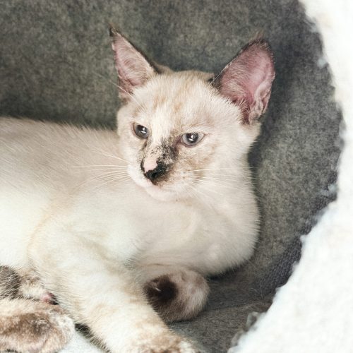 00005adoption-responsable-chaton-association-lorient-morbihan-bretagne