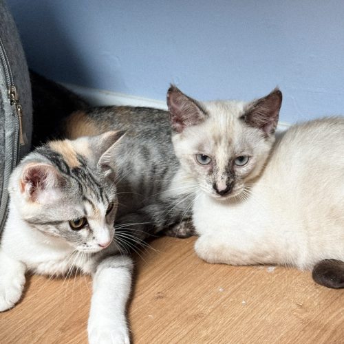 00005petits-biscuits-adoption-responsable-chaton-association-lorient-morbihan-bretagne