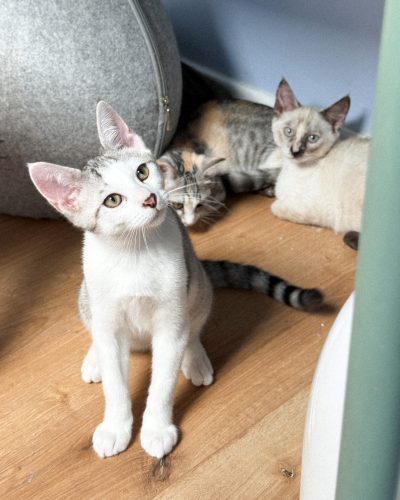 00006petits-biscuits-adoption-responsable-chaton-association-lorient-morbihan-bretagne