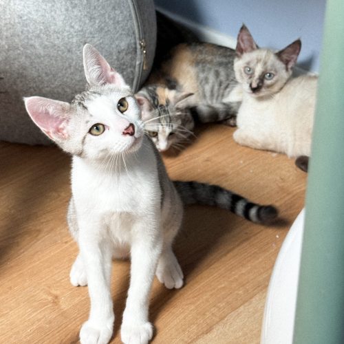 00006petits-biscuits-adoption-responsable-chaton-association-lorient-morbihan-bretagne