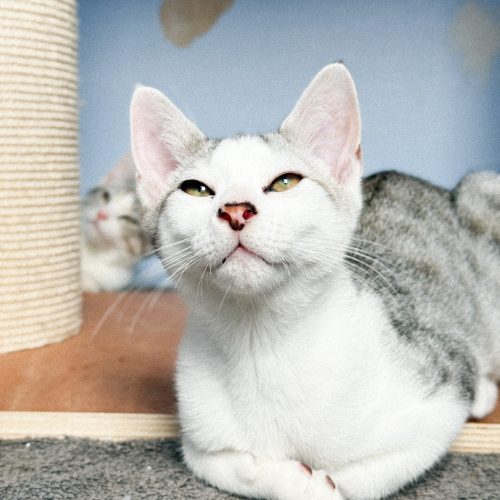 00007adoption-responsable-chaton-association-lorient-morbihan-bretagne