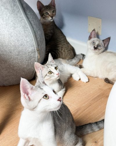 00007petits-biscuits-adoption-responsable-chaton-association-lorient-morbihan-bretagne