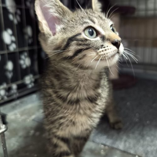 00007sanson-baila-adoption-responsable-lorient-association