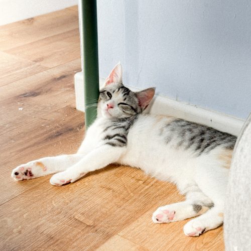 00008adoption-responsable-chaton-association-lorient-morbihan-bretagne