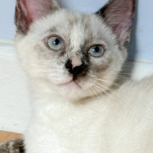 00008petits-biscuits-adoption-responsable-chaton-association-lorient-morbihan-bretagne