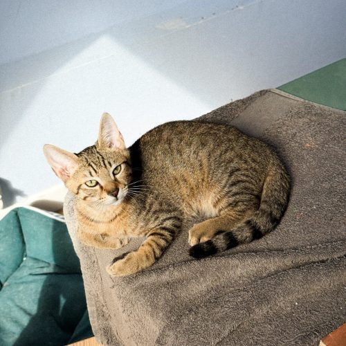 00009adoption-responsable-chaton-association-lorient-morbihan-bretagne