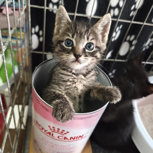 00009sanson-baila-adoption-responsable-lorient-association