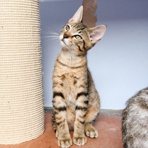00011adoption-responsable-chaton-association-lorient-morbihan-bretagne