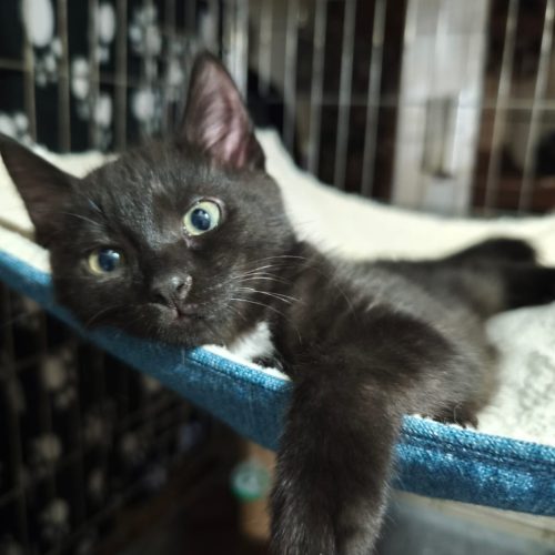 00011sanson-baila-adoption-responsable-lorient-association