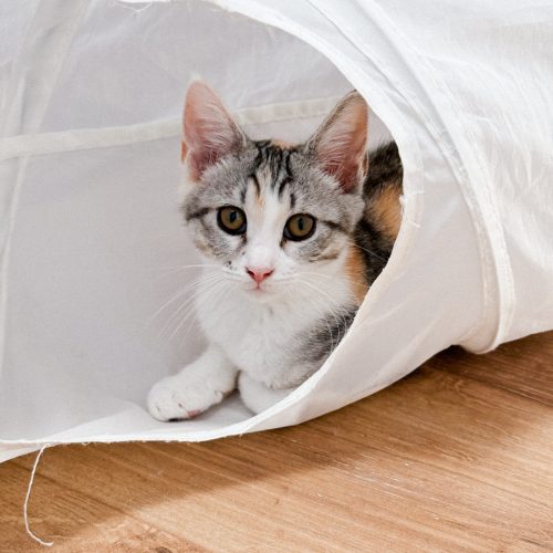 00012adoption-responsable-chaton-association-lorient-morbihan-bretagne