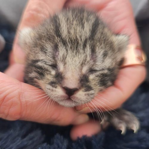00013sanson-baila-adoption-responsable-lorient-association