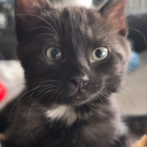 00014sanson-baila-adoption-responsable-lorient-association