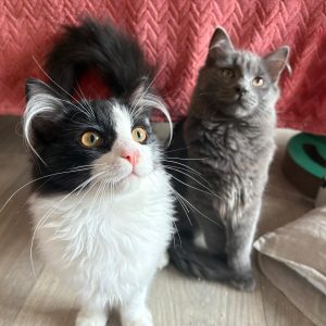 Coton & Jersey