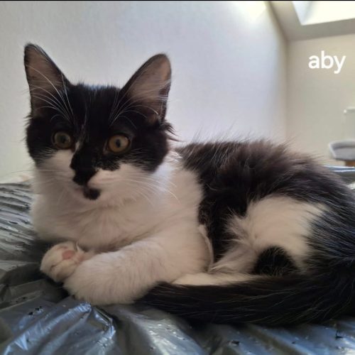 Aby-adoption-chaton-lorient