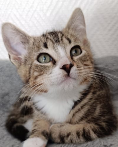 Adoption-association-chaton-lorient-JOE