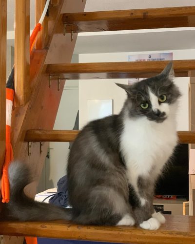 Adoption-chat-junior-poil-long-lorient-association-mona