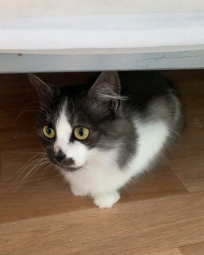 Adoption-chat-junior-poil-long-lorient-mona