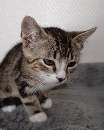 Adoption-chaton-lorient-association-JOE