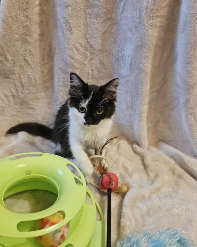 Alanis-adoption-responsable-chaton-lorient