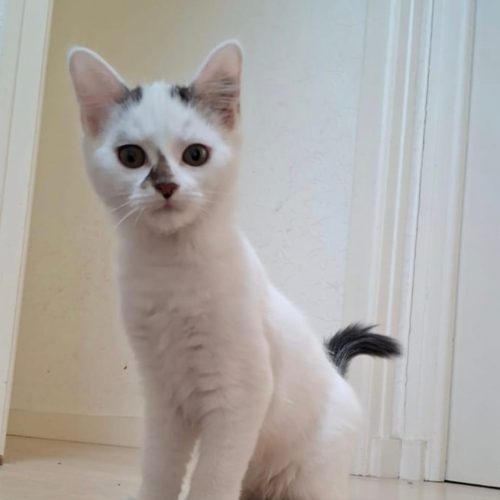 Alma-adoption-chaton-lorient-asso