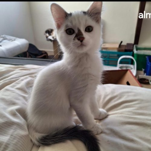 Alma-adoption-chaton-lorient