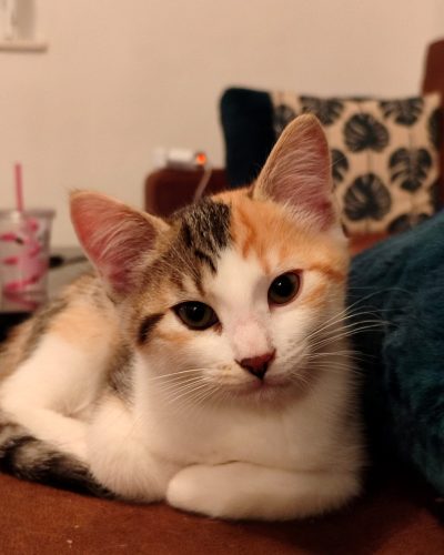 Ambria-chaton-adoption-association-lorient