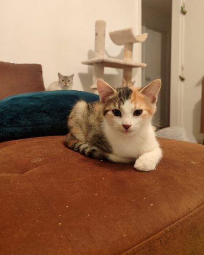 Ambria-chaton-adoption-lorient-morbihan