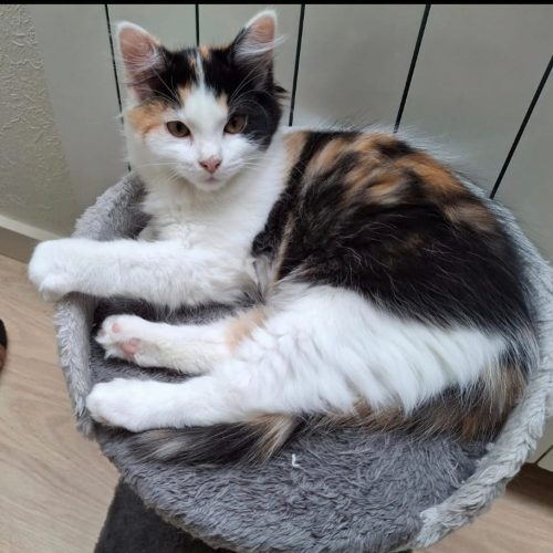 Asia-adoption-chaton-lorient-ecaille-tortue