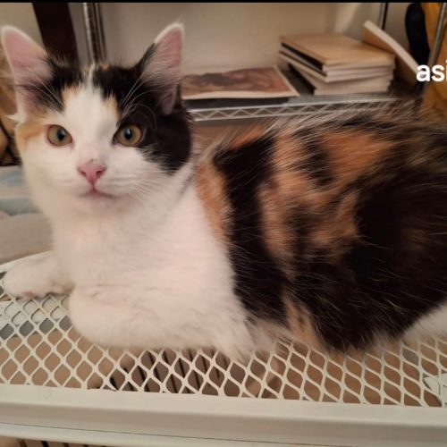 Asia-adoption-chaton-lorient