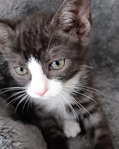 Avrel-adoption-chaton-association-lorient