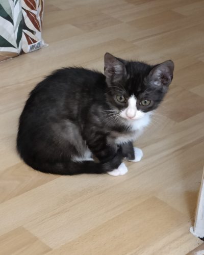 Avrel-adoption-chaton-lorient