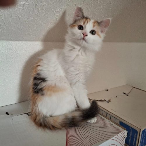 Awai-chaton-adoption-lorient-association