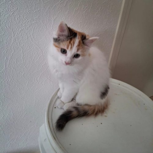Awai-chaton-adoption-lorient-morbihan