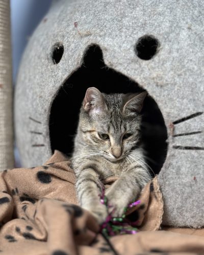 Beth-adopter-chat-association-lorient