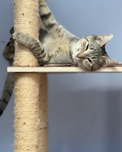 Beth-adoption-chaton-junior-association-lorient-56