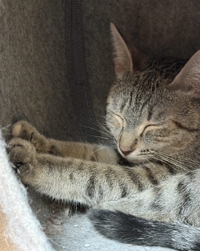 Beth-adoption-responsable-lorient